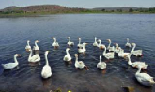 Duck-free vihara ... | बदकांचा मुक्त विहार...