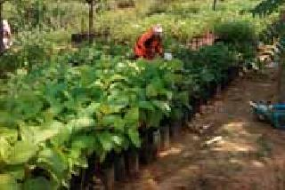 Promotion Nursery: | संवर्धन रोपवाटिकेचे :