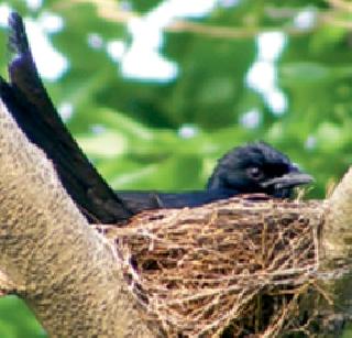 Waiting for dry season is rainy | सुगरणीला प्रतीक्षा पावसाची