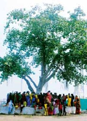 Wat Pournima: | वटपौर्णिमा : Wat Pournima: | वटपौर्णिमा :