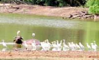 Wildlife facilitated due to wildlife | वनतलावामुळे वन्यप्राण्यांची झाली सोय