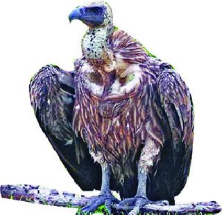 Growth in the number of vultures | गिधाडांच्या संख्येत होतेय वाढ