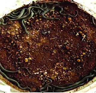 Snake friends run for snake protection | सापांच्या रक्षणासाठी सर्प मित्रांची धाव