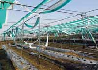 Flooding Polyley House in the Field due to the storm | वादळामुळे शेतातील पॉली हाऊस जमीनदोस्त Flooding Polyley House in the Field due to the storm | वादळामुळे शेतातील पॉली हाऊस जमीनदोस्त