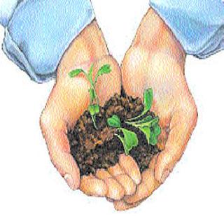 Today launches five lakhs of trees | आज पाच लाख वृक्ष लागवडीचा शुभारंभ