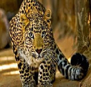Leopard attacks will not stop by putting tablets | गोळ्या घालून बिबट्याचे हल्ले थांबणार नाहीत