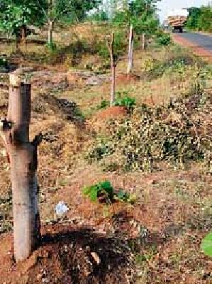 Slaughter of Molybdenutic Trees | रोहयोअंतर्गत लावलेल्या झाडांची महावितरणकडून कत्तल
