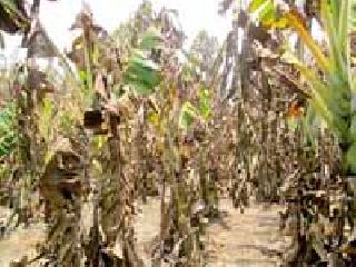 Barking on banana growers | केळी उत्पादकांवर अस्मानी Barking on banana growers | केळी उत्पादकांवर अस्मानी