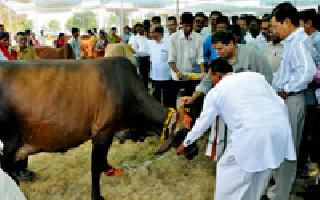 Grains distributed to farmers to women | शेतकरी महिलांना गार्इंचे वाटप