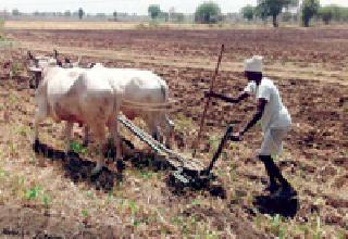 Salarari's annual wages reached | सालदाराची वार्षिक मजुरी पोहोचली लाखावर Salarari's annual wages reached | सालदाराची वार्षिक मजुरी पोहोचली लाखावर