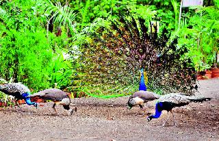 Peacock Dancer C Wani | मोर नाचला ग वनी