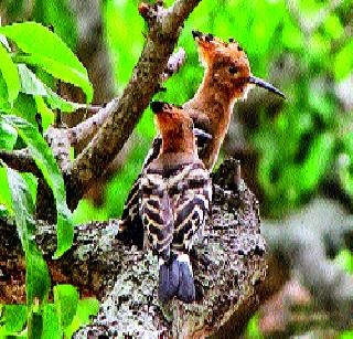 700 species of birds in the Pune area | पुणे परिसरात पक्ष्यांच्या ७०० प्रजाती