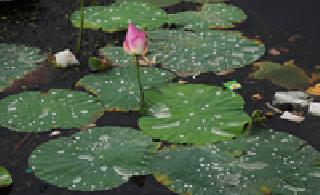 Beauty lotus: | सौंदर्य कमळाचे :