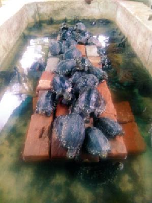 Dagduti's action is stuck! | कागदोपत्री कारवाईत अडले कासव!