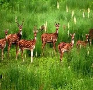 The duo were arrested for selling deer | हरीण विकणारे दोघे अटकेत