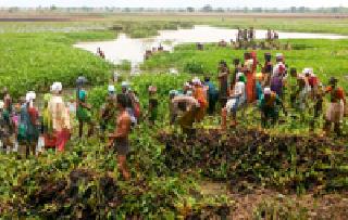 Harvesting of hyacinth plants in the lake from labor | श्रमदानातून तलावातील जलकुंभी वनस्पतींची काढणी