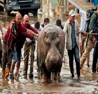 'Live' in the Capital of Georgia! | जॉर्जियाच्या राजधानीत ‘लाइव्ह’ जुमानजी!