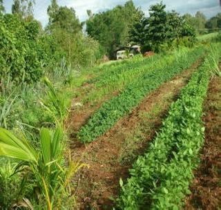 The farmers of the state have their own organic farming | राज्यातील शेतक-यांच्या सेंद्रीय शेतीकडे कल