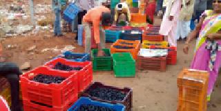 The crowd of Nagpur traders for the purchase of Korachi purse | कोरचीचे जांभूळ खरेदीसाठी नागपूरच्या व्यापाऱ्यांची गर्दी