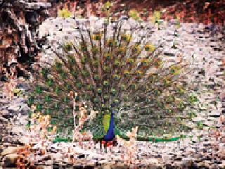 Flower picara dancing ... | फुलव पिसारा नाच... Flower picara dancing ... | फुलव पिसारा नाच...