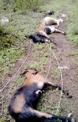 Nine goats dashed by electric shocks | विजेच्या धक्क्याने नऊ बकऱ्या दगावल्या Nine goats dashed by electric shocks | विजेच्या धक्क्याने नऊ बकऱ्या दगावल्या