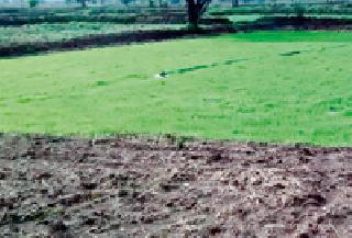 Rain rains: | पावसाने पऱ्हे बहरले : Rain rains: | पावसाने पऱ्हे बहरले :