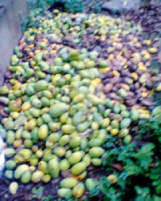 Change the level of farm compensation compensation | शेतीच्या नुकसानभरपाईचा मापदंडच बदलवावा