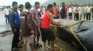 Blue Whale weighing 20000 kg near Alibaug, the death of the Blue Whale | अलिबागजवळ २०००० किलो वजनाच्या ब्ल्यू व्हेलचा मृत्यू Blue Whale weighing 20000 kg near Alibaug, the death of the Blue Whale | अलिबागजवळ २०००० किलो वजनाच्या ब्ल्यू व्हेलचा मृत्यू