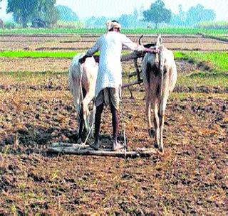 Sowing at three and a half lakh ha | साडेतीन लाख हेक्टरवर पेरणी