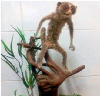 Slender Lawrence to Kolhapur | स्लेंडर लॉरीस जाणार कोल्हापूरला Slender Lawrence to Kolhapur | स्लेंडर लॉरीस जाणार कोल्हापूरला