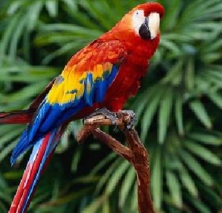 Disputed the scientific secret of Popatapakhi | पोपटपंचीचे वैज्ञानिक रहस्याचा झाला उलगडा