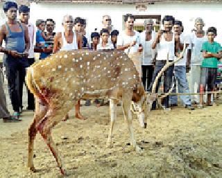 Lived by the charagahasamyana chitta | चारगाववासीयांनी दिले चितळाला जीवदान