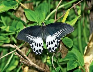 On the occasion. Blue Mormon! | निमित्त. ब्ल्यू मोरमॉन!