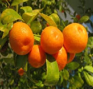 Fruitcake insurance plan only 'Orange'! | फळपीक विमा योजनेत केवळ ‘संत्रा’च! Fruitcake insurance plan only 'Orange'! | फळपीक विमा योजनेत केवळ ‘संत्रा’च!
