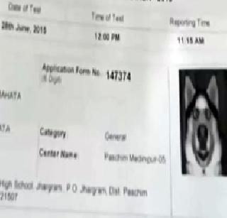 The shot photo on the entrance address | परीक्षेच्या प्रवेशपत्रावर श्वानाचे छायाचित्र The shot photo on the entrance address | परीक्षेच्या प्रवेशपत्रावर श्वानाचे छायाचित्र