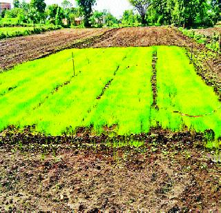 Rainbow! Only 30 percent sown | पावसाची दडी! फक्त ३0 टक्केच पेरण्या