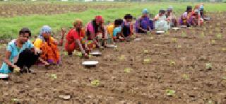 Ignored Farmers ... | उपेक्षित शेतकरी...