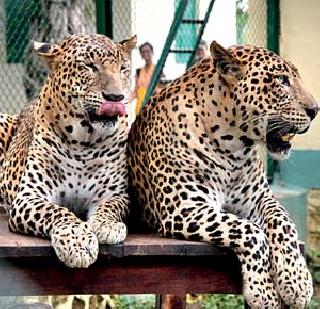 Leopard attacks will stop! | ...तर बिबट्याचे हल्ले थांबतील! Leopard attacks will stop! | ...तर बिबट्याचे हल्ले थांबतील!
