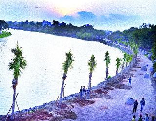 Cultivation of coconut trees | नारळाच्या झाडांची लागवड