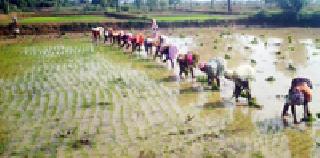 Sowing at 10 thousand hectares | १० हजार हेक्टरवर पेरणी