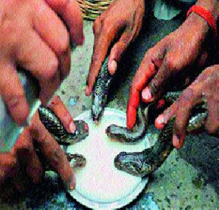 ... if there is a change in the law for Nagpanchami in the two-thirties | ...तर बत्तीस शिराळ्यातील नागपंचमीसाठी कायद्यात बदल ... if there is a change in the law for Nagpanchami in the two-thirties | ...तर बत्तीस शिराळ्यातील नागपंचमीसाठी कायद्यात बदल