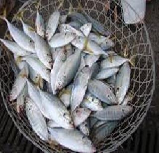 Vasaiat dry fish prices rise | वसईत सुक्या मच्छीचा भाव वधारला