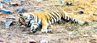 34 tigers die in six months | सहा महिन्यात ३४ वाघांचा मृत्यू