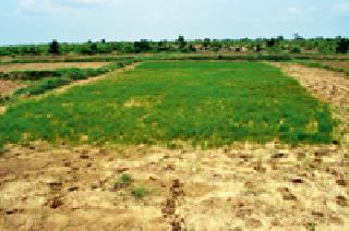 On the way to the path | पऱ्हे करपण्याच्या मार्गावर On the way to the path | पऱ्हे करपण्याच्या मार्गावर