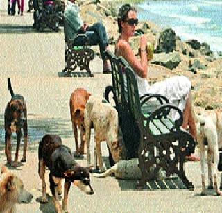 Today's all-party meeting in Kerala on the issue of wandering dogs | भटक्या कुत्र्यांच्या समस्येवर केरळमध्ये आज सर्वपक्षीय बैठक Today's all-party meeting in Kerala on the issue of wandering dogs | भटक्या कुत्र्यांच्या समस्येवर केरळमध्ये आज सर्वपक्षीय बैठक