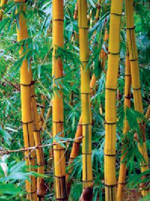 Two hundred thousand bamboo supply in two years | दोन वर्षांत सव्वा लाख बांबूंचा पुरवठा Two hundred thousand bamboo supply in two years | दोन वर्षांत सव्वा लाख बांबूंचा पुरवठा