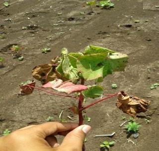 Kharif crops considered | खरीप पिकांनी माना टाकल्या Kharif crops considered | खरीप पिकांनी माना टाकल्या