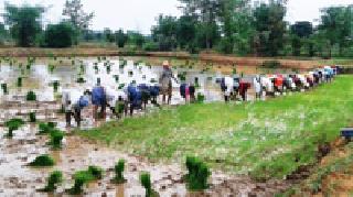 Starting with Rovani: | रोवणीला प्रारंभ : Starting with Rovani: | रोवणीला प्रारंभ :