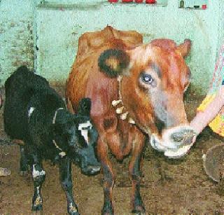 Vidarbha cows distributed scam! | विदर्भात गायी वाटपात झाला घोटाळा! Vidarbha cows distributed scam! | विदर्भात गायी वाटपात झाला घोटाळा!