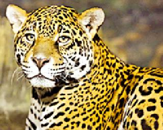 The sight of the leopard for three days | तीन दिवसांपासून बिबट्याचे दर्शन